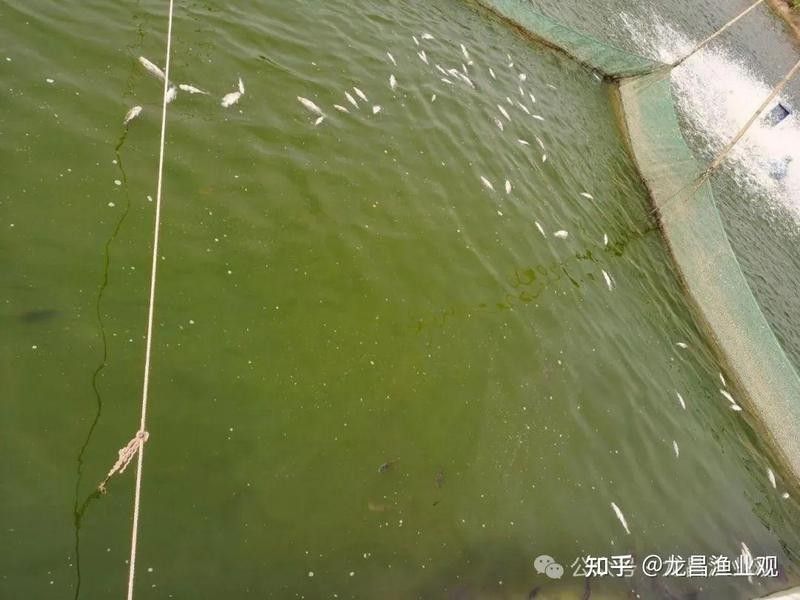 哪種殺蟲劑對(duì)龍魚最安全？（養(yǎng)龍魚時(shí)選擇合適的殺蟲劑是確保水質(zhì)清潔和魚類健康的關(guān)鍵）