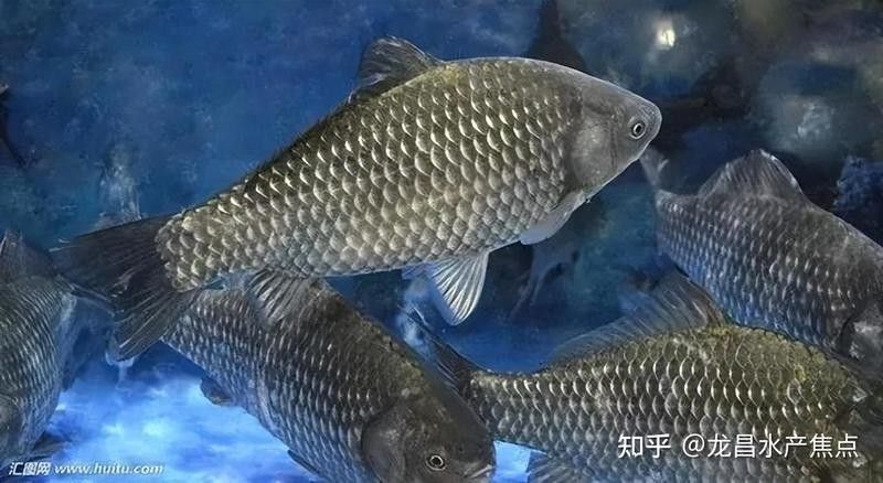 哪種殺蟲劑對(duì)龍魚最安全？（養(yǎng)龍魚時(shí)選擇合適的殺蟲劑是確保水質(zhì)清潔和魚類健康的關(guān)鍵）