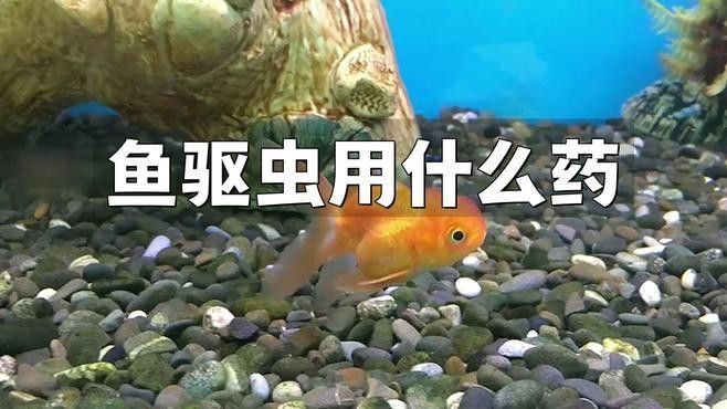 哪種殺蟲劑對(duì)龍魚最安全？（養(yǎng)龍魚時(shí)選擇合適的殺蟲劑是確保水質(zhì)清潔和魚類健康的關(guān)鍵）