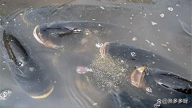 哪種殺蟲劑對(duì)龍魚最安全？（養(yǎng)龍魚時(shí)選擇合適的殺蟲劑是確保水質(zhì)清潔和魚類健康的關(guān)鍵）