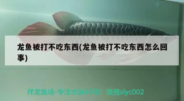 龍魚被打不吃東西(龍魚被打不吃東西怎么回事)（祥龍魚被打不吃東西和龍魚被打不吃東西怎么回事)）