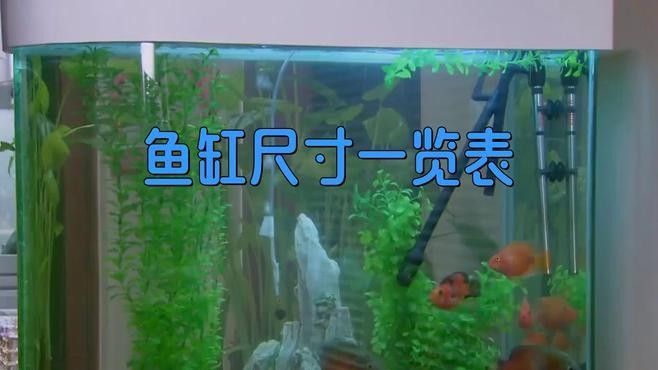 龍魚缸養錦鯉需要多大的魚缸？（養錦鯉需要多大的魚缸？）