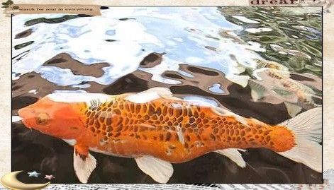 龍魚缸養錦鯉需要多大的魚缸？（養錦鯉需要多大的魚缸？）