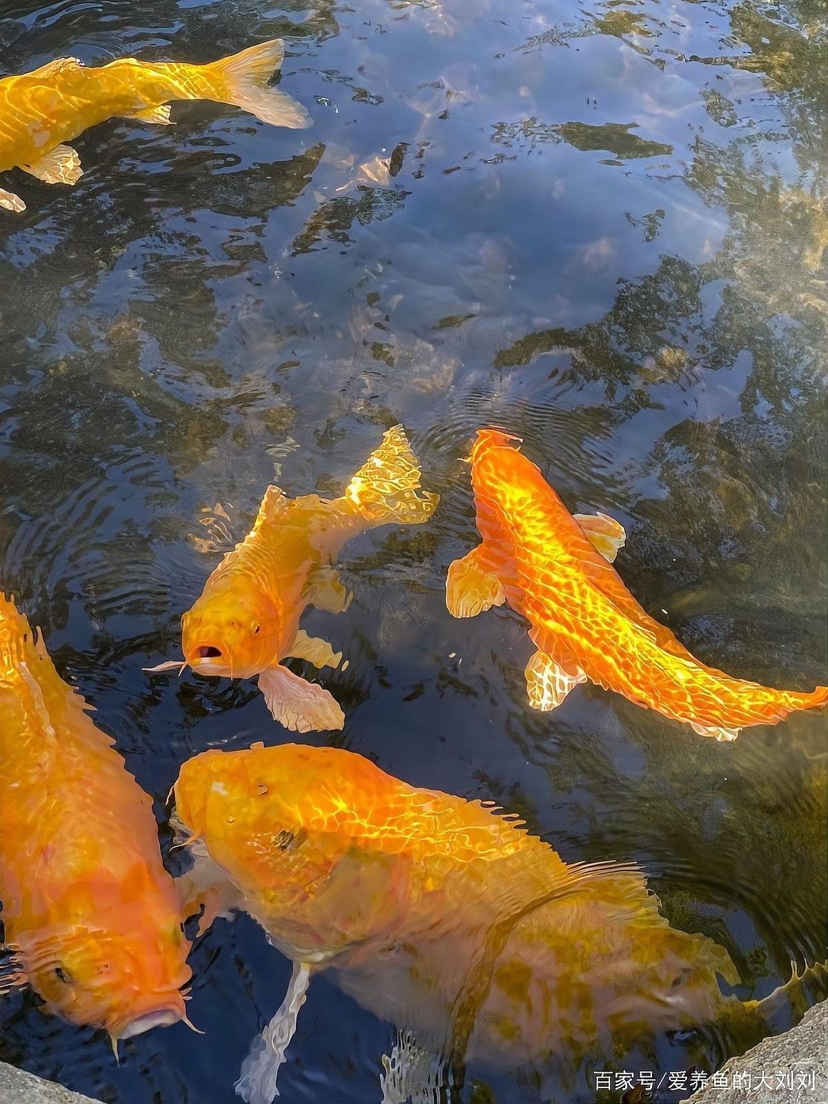 龍魚缸養錦鯉需要多大的魚缸？（養錦鯉需要多大的魚缸？）