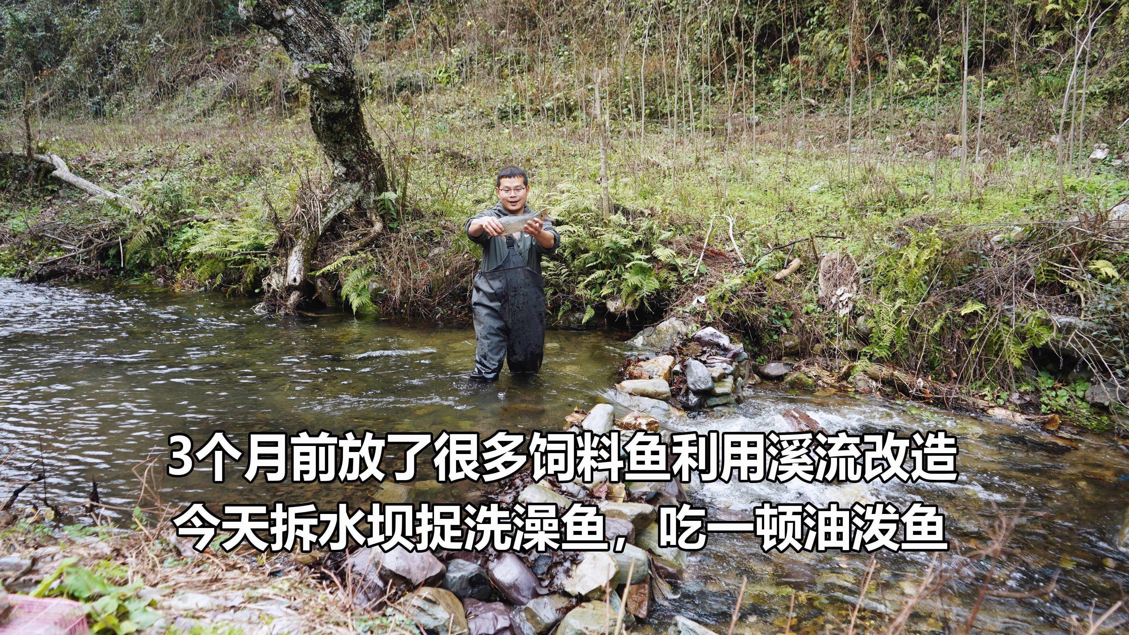 如何判斷飼料魚是否新鮮？（怎樣判斷飼料魚是否新鮮？） 如何判斷飼料魚是否新鮮？（怎樣判斷飼料魚是否新鮮？） 龍魚百科 第4張