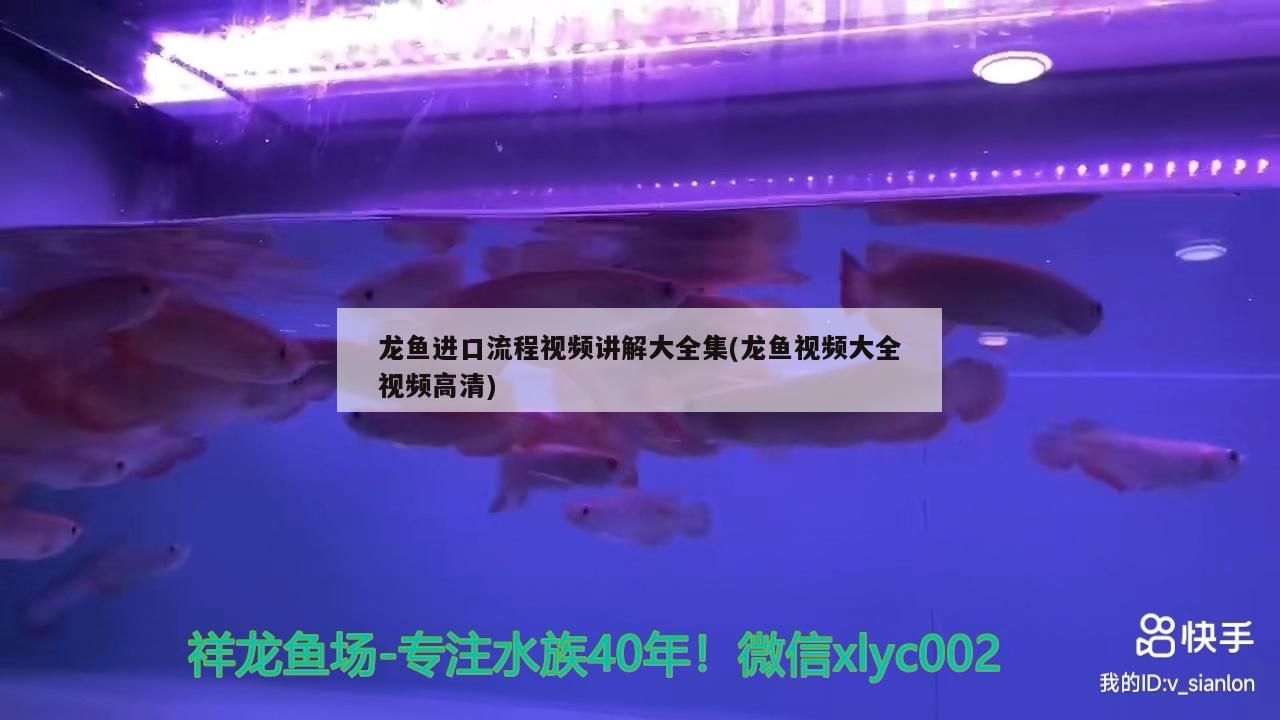 龍魚進口流程視頻講解大全集(龍魚視頻大全視頻高清)（龍魚進口流程視頻大全視頻講解大全集和龍魚視頻大全）