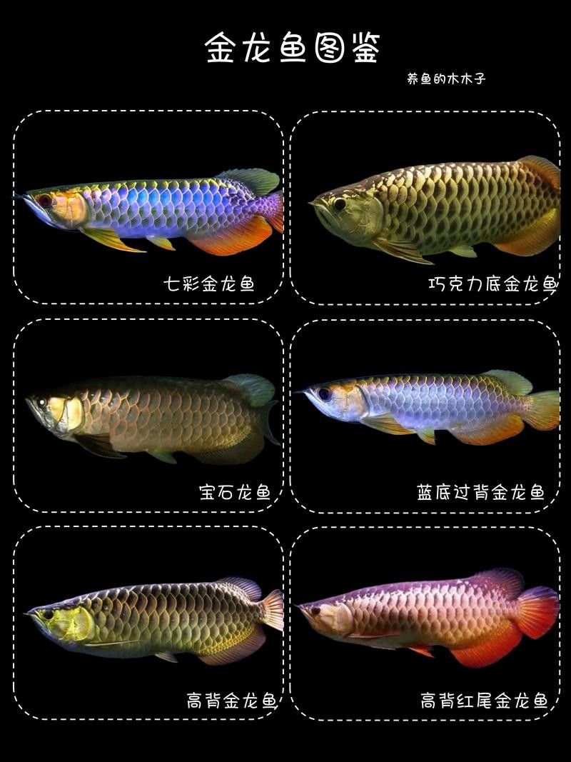 給我一張金龍魚等級(jí)對(duì)比圖（金龍魚的等級(jí)對(duì)比圖） 給我一張金龍魚等級(jí)對(duì)比圖（金龍魚的等級(jí)對(duì)比圖） 龍魚百科 第7張
