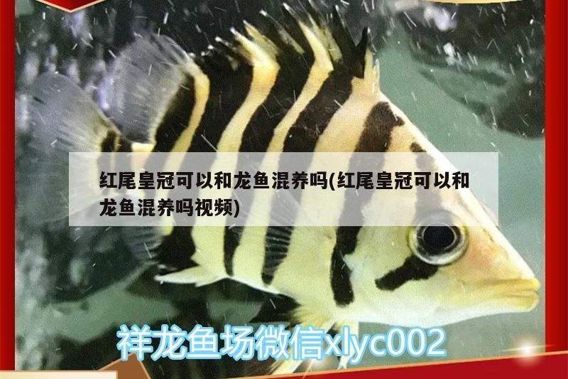 紅尾皇冠可以和龍魚混養嗎(紅尾皇冠可以和龍魚混養嗎視頻)（紅尾皇冠可以和銀龍魚混養嗎）