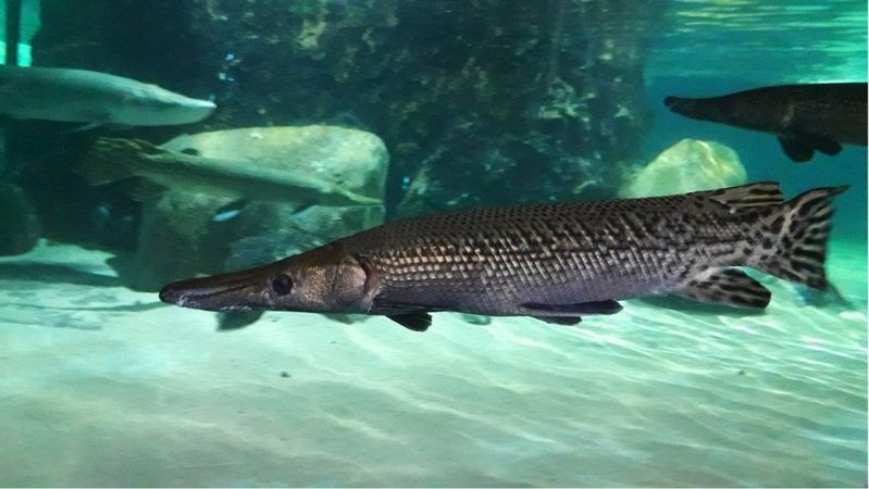 放生龍魚是否違法？（「小課堂」放生龍魚是否違法？）