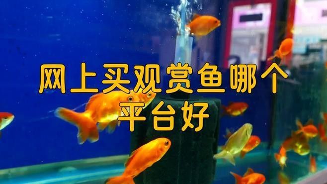 哪個平臺交易龍魚最可靠？（網上買觀賞魚哪個平臺好）