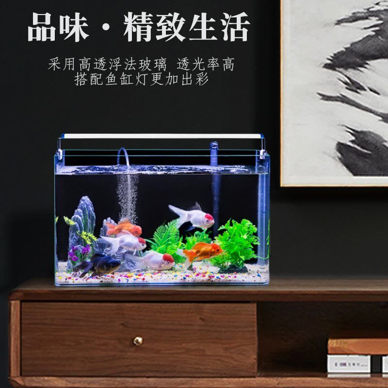 紅龍魚養護技巧指南（關于紅龍魚飼養的問題）