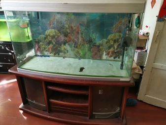 雷龍魚缸用什么燈光（雷龍魚缸用什么燈光好）