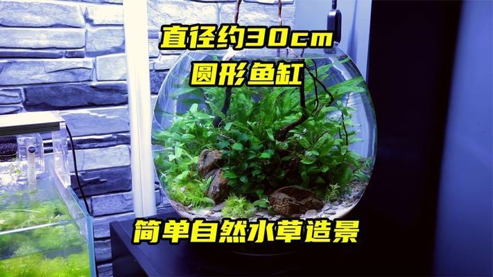 魚缸蓋子打開好還是蓋上好（魚缸蓋子打開好還是蓋上好呢）（關于魚缸蓋子的問題）