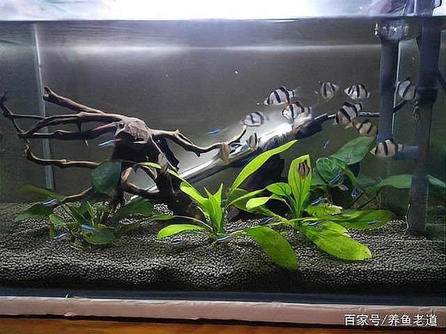 如何區分菌膜和水霉病？（百度教育觀賞魚水霉病真相大揭秘）