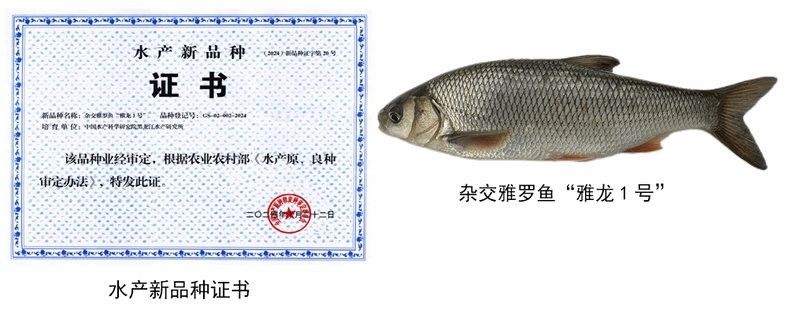 龍魚養(yǎng)殖中常用的基因育種方法有哪些（黑龍江水產(chǎn)科學(xué)研究院魚類基因育種技術(shù)掌橋科研簡述）