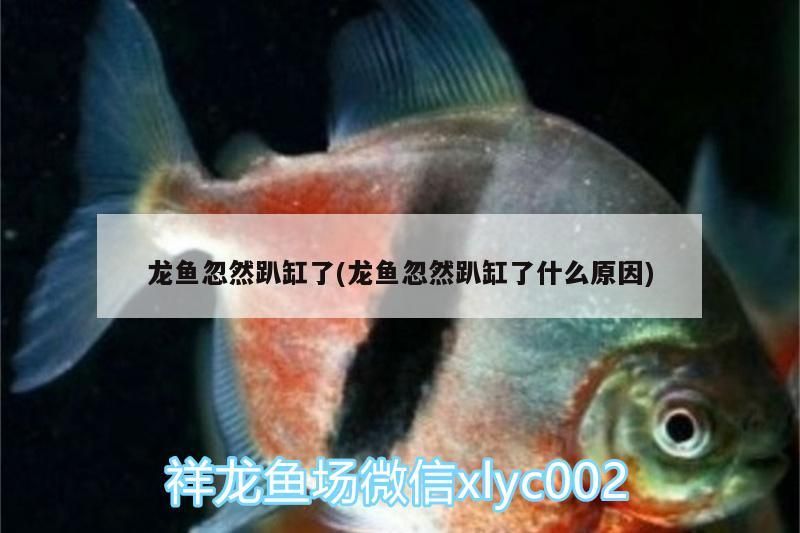 龍魚忽然趴缸了(龍魚忽然趴缸了什么原因)（龍魚忽然趴缸了）
