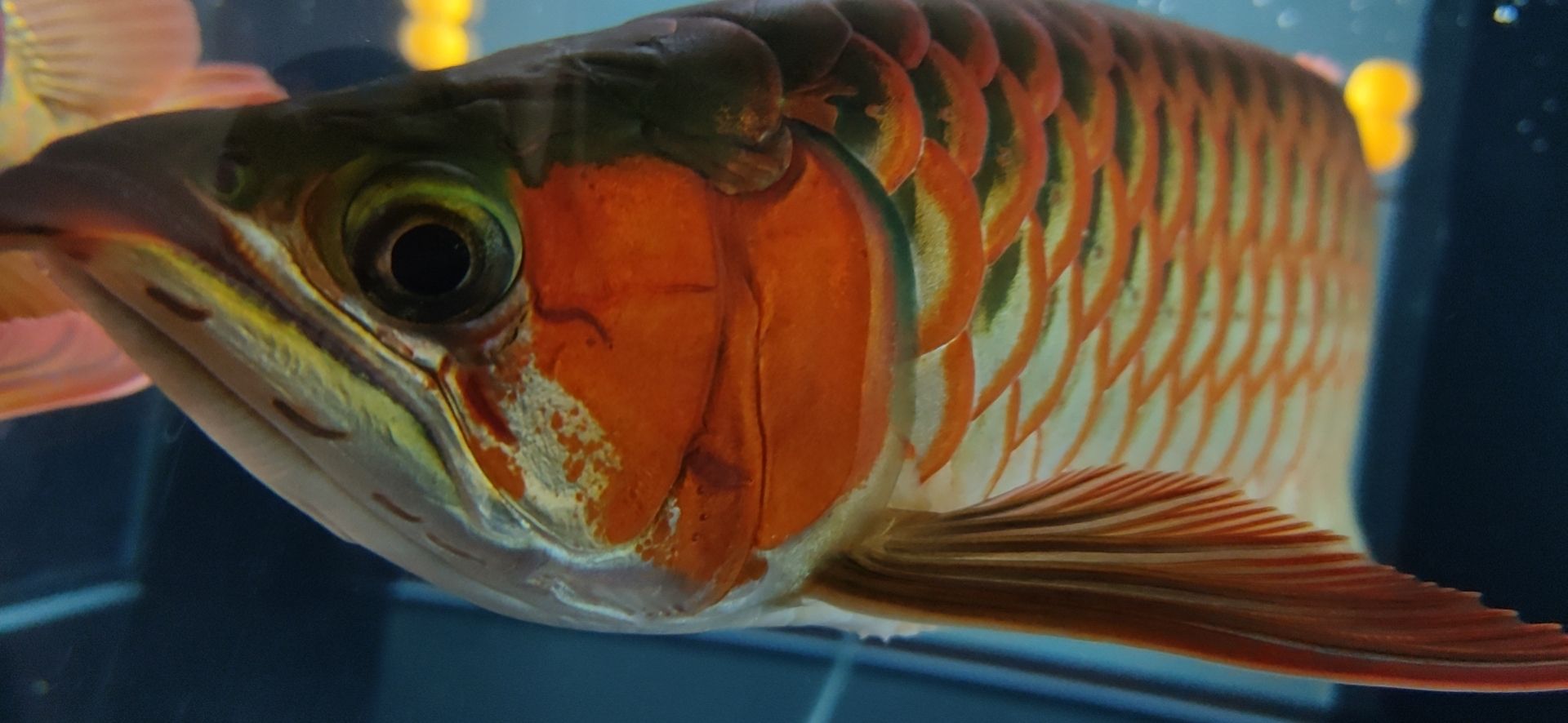 這魚能滿片滿鰓嗎？?（祥龍水族聯(lián)盟魚友怎么評論“這魚能滿片滿鰓嗎”）