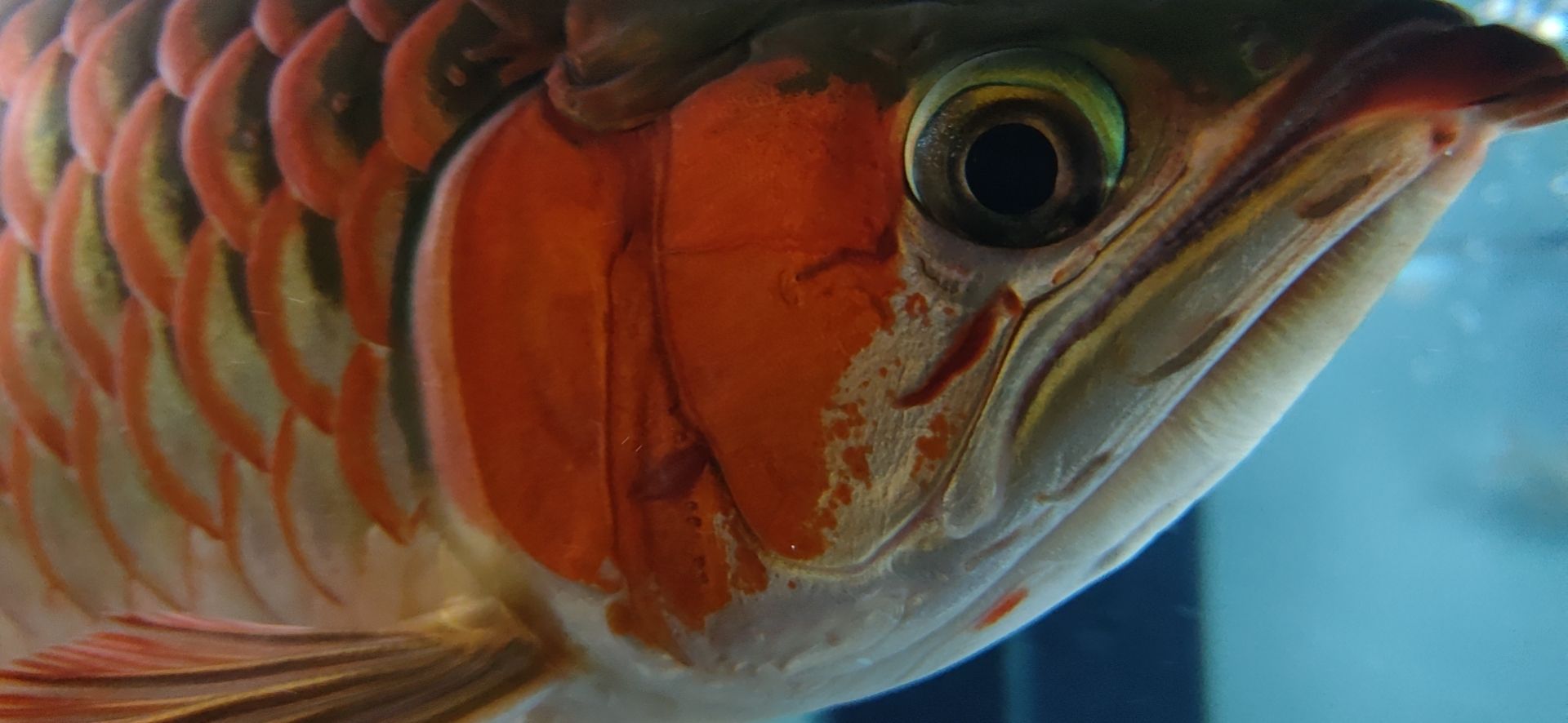 這魚能滿片滿鰓嗎？?（祥龍水族聯(lián)盟魚友怎么評論“這魚能滿片滿鰓嗎”）