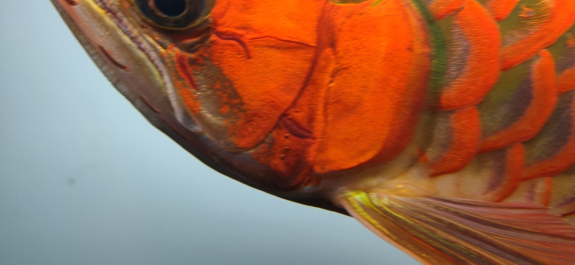 這魚能滿片滿鰓嗎？?（祥龍水族聯(lián)盟魚友怎么評論“這魚能滿片滿鰓嗎”）