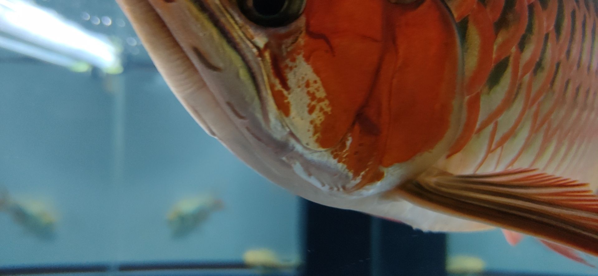 這魚能滿片滿鰓嗎？?（祥龍水族聯盟魚友怎么評論“這魚能滿片滿鰓嗎”）