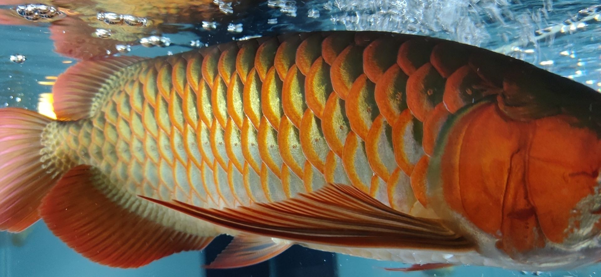 這魚能滿片滿鰓嗎？?（祥龍水族聯盟魚友怎么評論“這魚能滿片滿鰓嗎”）