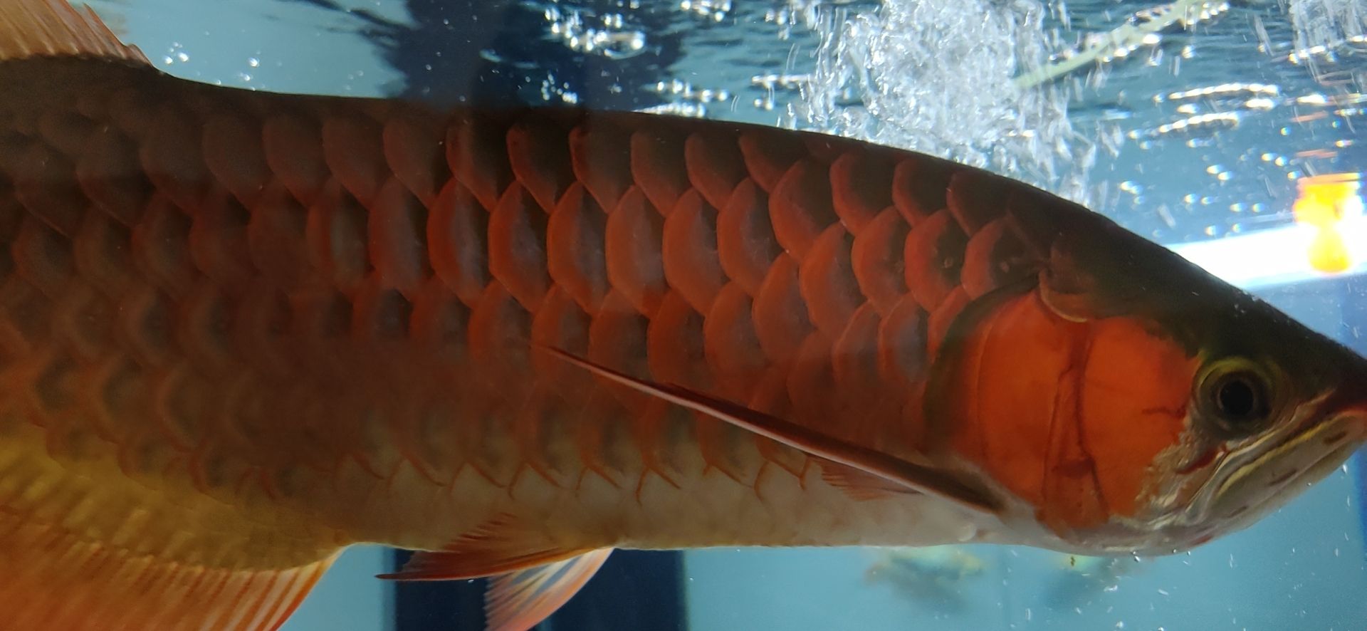 這魚能滿片滿鰓嗎？?（祥龍水族聯盟魚友怎么評論“這魚能滿片滿鰓嗎”）
