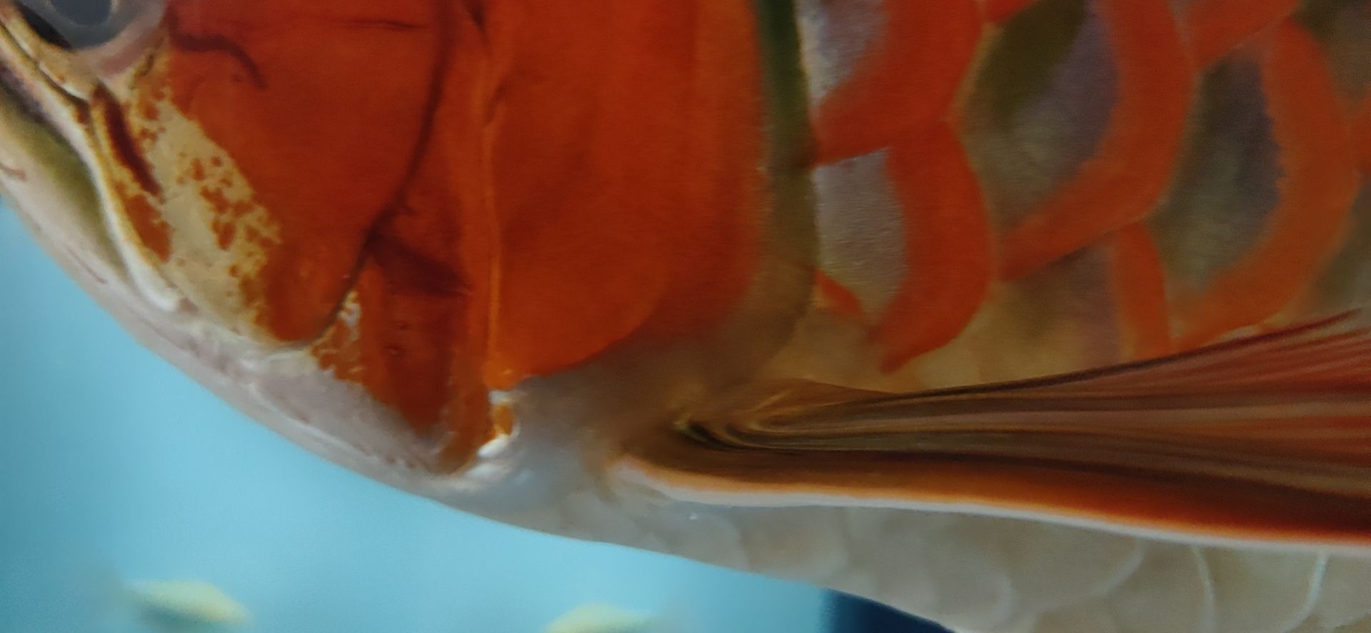 這魚能滿片滿鰓嗎？?（祥龍水族聯盟魚友怎么評論“這魚能滿片滿鰓嗎”）