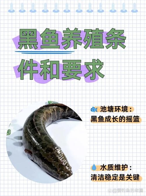 哪些因素會影響黑魚價格（黑魚價格受多種因素影響）