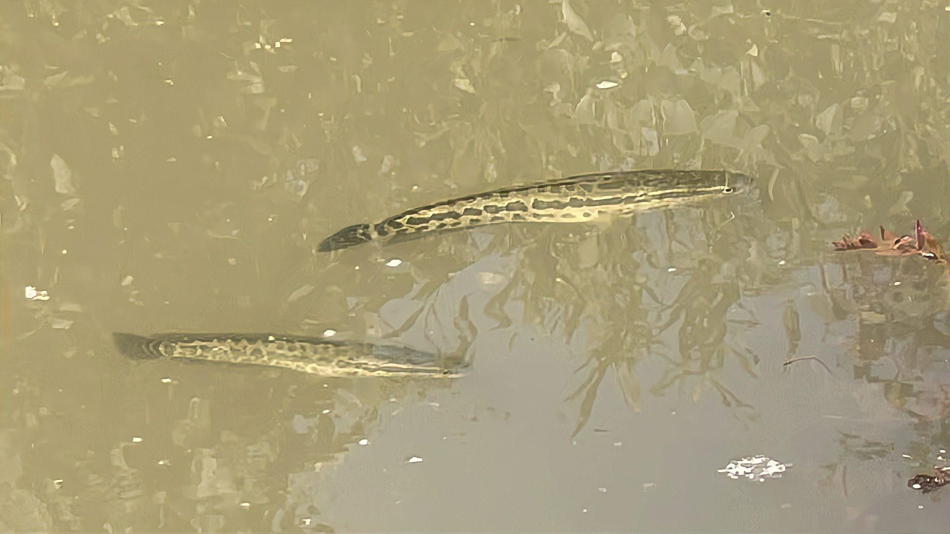 哪些因素會影響黑魚價格（黑魚價格受多種因素影響）