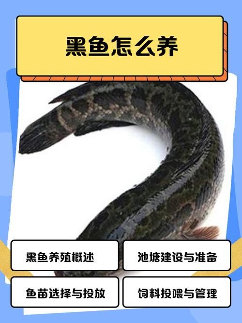 哪些因素會影響黑魚價格（黑魚價格受多種因素影響）