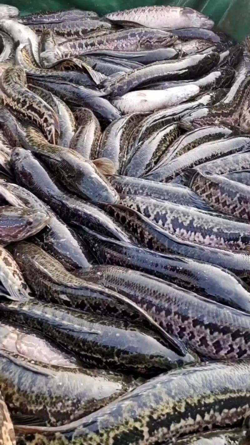 哪些因素會影響黑魚價格（黑魚價格受多種因素影響）