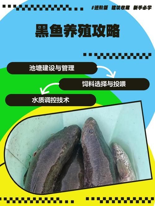 哪些因素會影響黑魚價格（黑魚價格受多種因素影響）