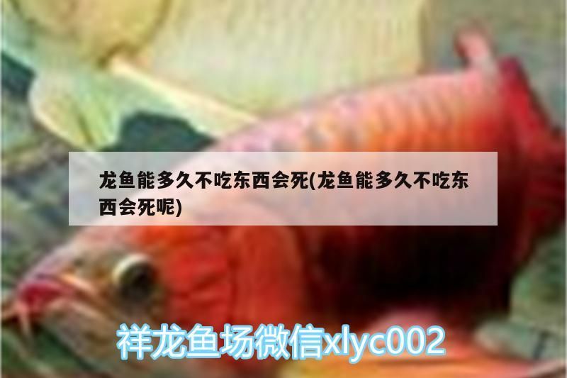 龍魚能多久不吃東西會死(龍魚能多久不吃東西會死呢)（龍魚長時間不吃東西會出現以下幾種情況，養魚愛好者要了解）