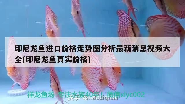印尼龍魚進口價格走勢圖分析最新消息視頻大全(印尼龍魚真實價格)（關(guān)于印尼龍魚進口價格走勢圖分析）