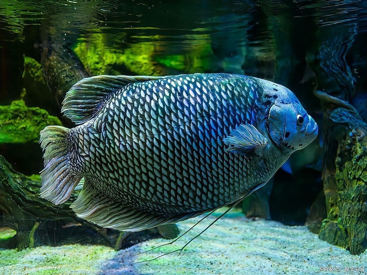 龍魚浮水多久會死？（龍魚浮水多久會死） 龍魚浮水多久會死？（龍魚浮水多久會死） 龍魚百科 第4張