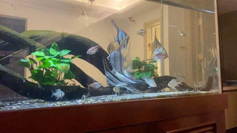 龍魚認主后會有哪些表現？（龍魚認主后可能出現的一些表現） 龍魚認主后會有哪些表現？（龍魚認主后可能出現的一些表現） 龍魚百科 第4張