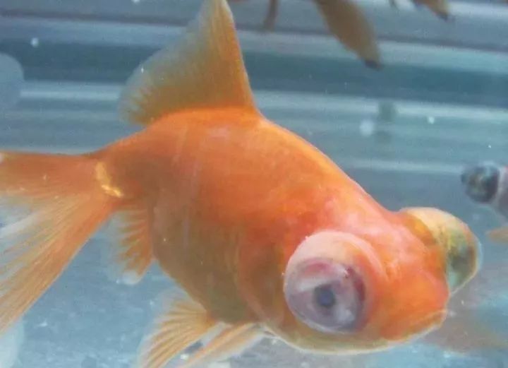 金龍魚眼睛發白會自愈嗎（金龍魚眼睛發白是怎么回事）