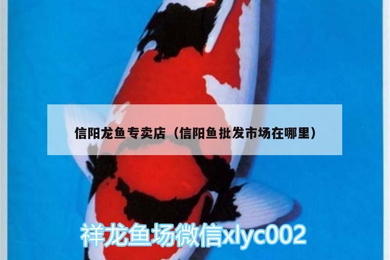 信陽龍魚專賣店（信陽魚批發市場在哪里）（信陽龍魚專賣店和信陽魚專賣店和信陽魚批發市場在哪里）