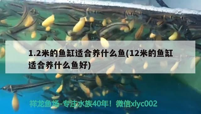 1.2米的魚缸適合養什么魚(12米的魚缸適合養什么魚好)（1.2米的魚缸適合養什么魚）