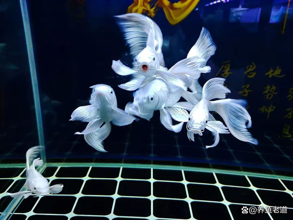 紅龍魚底色多久會變干凈？（如何讓紅龍魚底色變干凈？）