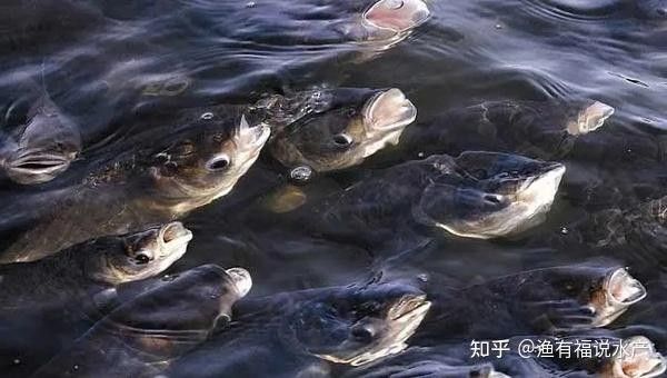 如何預防龍魚浮頭？（祺茂堂生物引起魚浮頭6個原因及應對措施漁有福說水產）