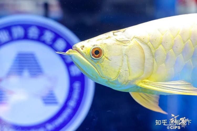 哪里可以找到高清的龍魚圖片（如何獲取高清龍魚圖片）