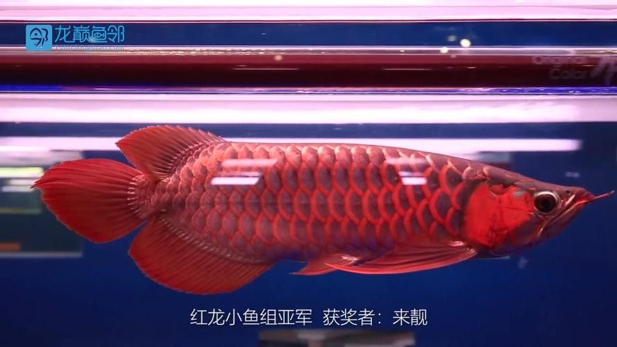 哪里可以找到高清的龍魚圖片（如何獲取高清龍魚圖片）