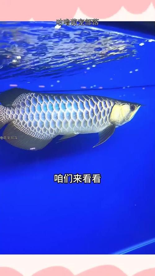 哪里可以找到高清的龍魚圖片（如何獲取高清龍魚圖片）