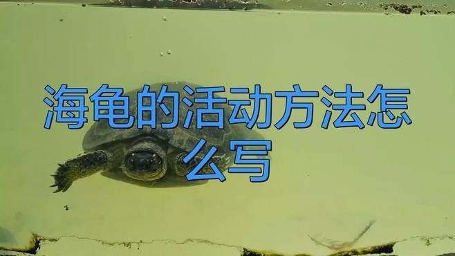 如何設(shè)置龍魚混養(yǎng)深水龜?shù)亩惚茉O(shè)施（如何設(shè)置魚混養(yǎng)深水龜?shù)亩惚茉O(shè)施）