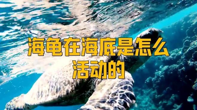 如何設(shè)置龍魚混養(yǎng)深水龜?shù)亩惚茉O(shè)施（如何設(shè)置魚混養(yǎng)深水龜?shù)亩惚茉O(shè)施）