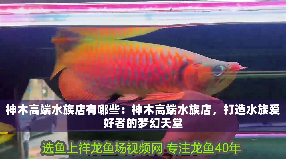 神木高端水族店有哪些：神木高端水族店，打造水族愛好者的夢幻天堂（神木高端水族店）