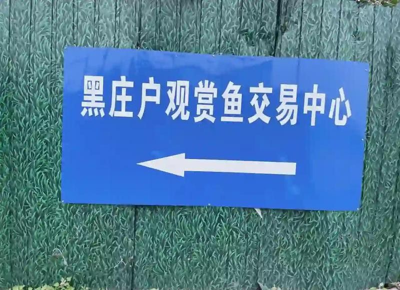 給我推薦幾家信譽好的龍魚店（北京和興龍魚老孫龍魚銷售中心龍魚店推薦：信譽好的選擇）