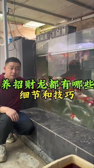 白子招財龍的最大尺寸是多少？（白子招財龍的最大尺寸）