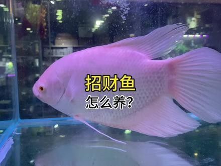 白子招財龍的最大尺寸是多少？（白子招財龍的最大尺寸）